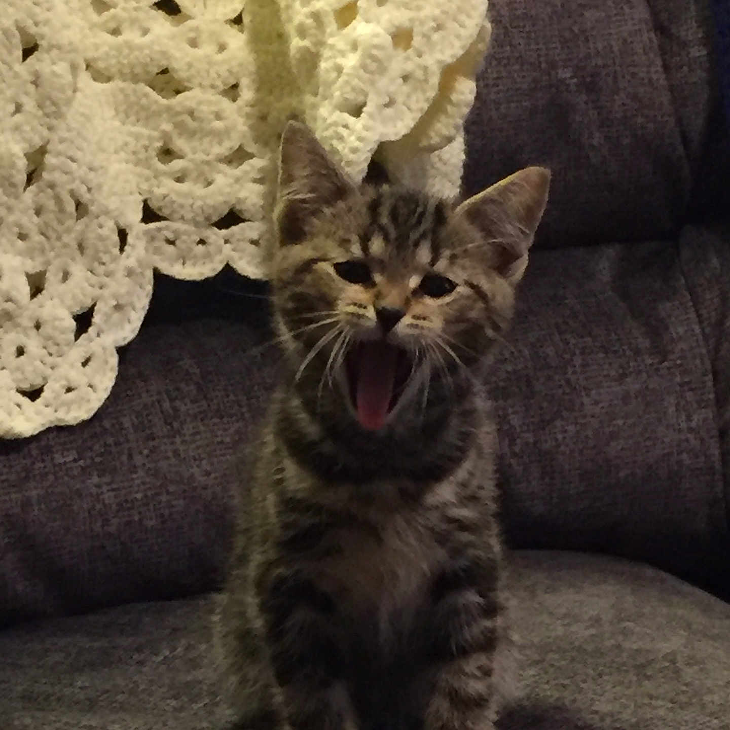 Gizmo is registered to the contest to win money with this photo: abyssinian, animal, architecture, blanket, bodypart, building, cat, chair, clothing, couch, cushion, furniture, hat, homedecor, indoors, kitten, manx, mouth, person, pet