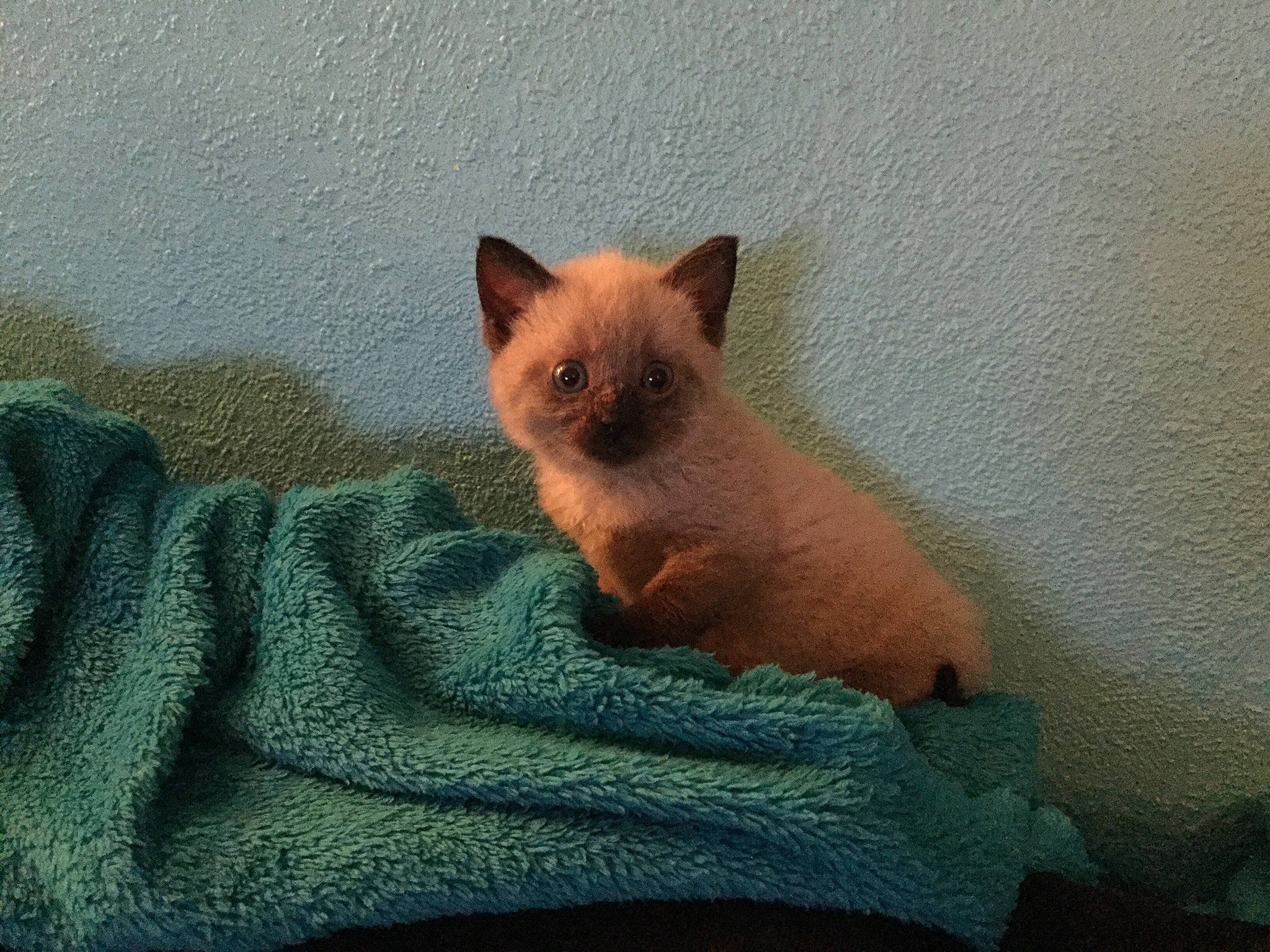 Fripouille a rejoint le concours — aidez-le/la à gagner de superbes lots ! balinese, birman, burmese, carnivore, cat, colorpoint_shorthair, fawn, felidae, german_rex, himalayan, kitten, mammal, ojos_azules, ragdoll, siamese, small_to_medium_sized_cats, thai, tonkinese, vertebrate, whiskers