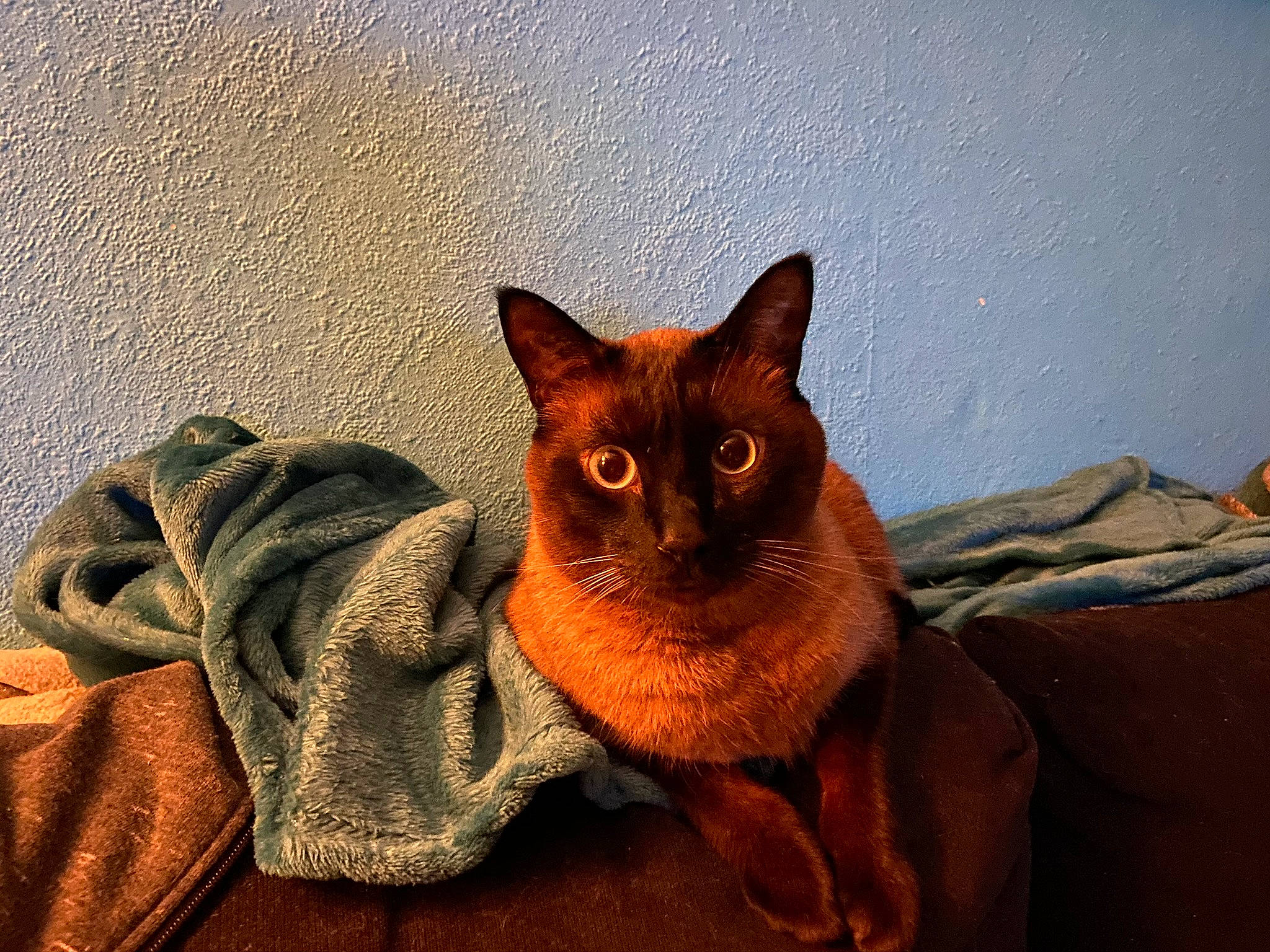 Fripouille a rejoint le concours — aidez-le/la à gagner de superbes lots ! abyssinian, asian, burmese, carnivore, cat, chausie, domestic_short_haired_cat, fawn, felidae, german_rex, mammal, small_to_medium_sized_cats, somali, vertebrate, whiskers