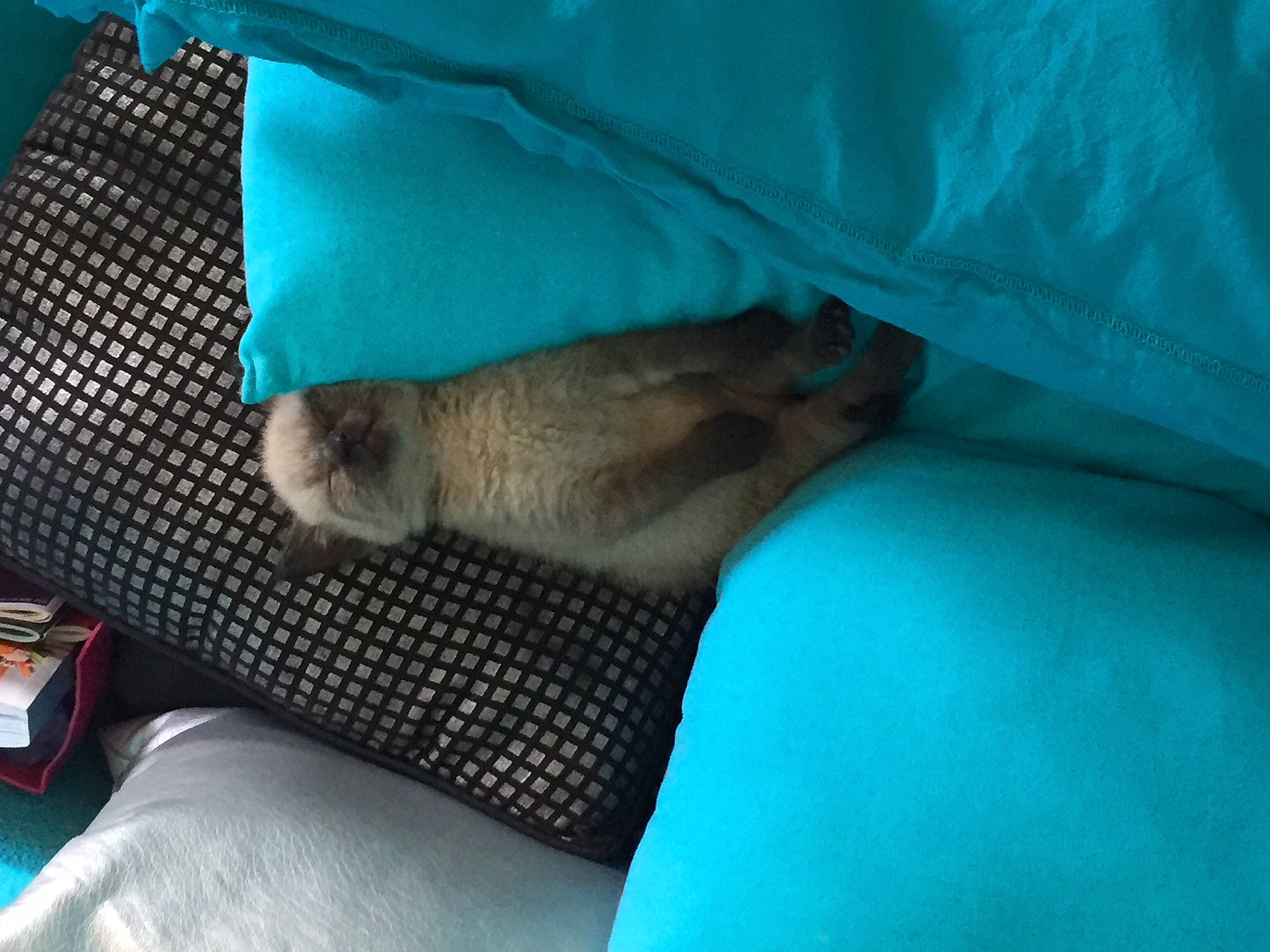 Fripouille a rejoint le concours — aidez-le/la à gagner de superbes lots ! fawn, leg