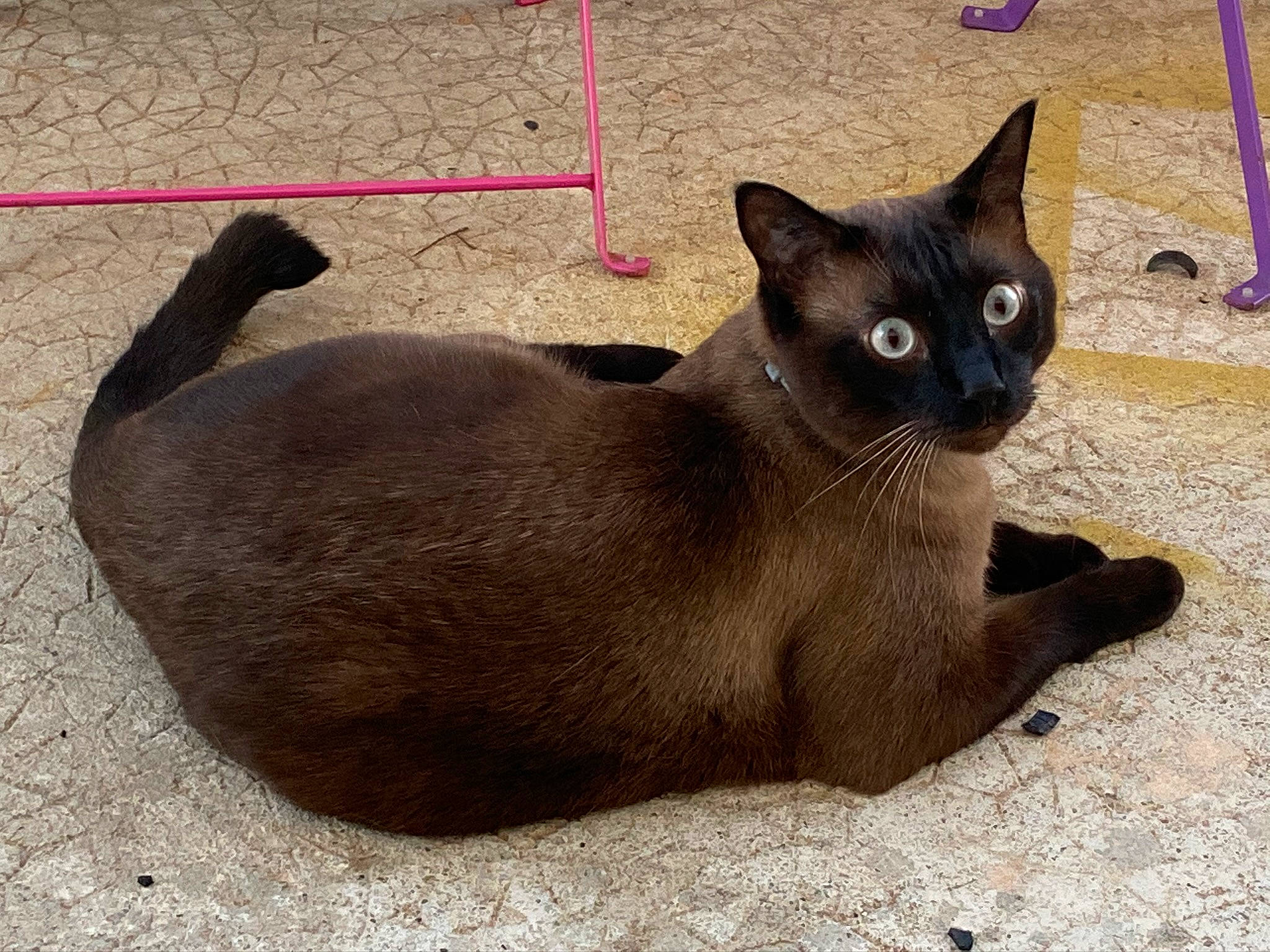 Fripouille participe au concours pour gagner de l'argent avec cette photo : asian, black_cat, burmese, carnivore, cat, domestic_short_haired_cat, fawn, felidae, havana_brown, javanese, korat, mammal, russian_blue, siamese, small_to_medium_sized_cats, tail, thai, tonkinese, vertebrate, whiskers