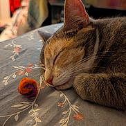 Sunday is registered to the contest to win money with this photo: cat, sleeping, resting, tabby, fur, whiskers, ear, paws, closed_eyes, nose, pet, animal, bed, bedding, floral_pattern, toy, indoors, cozy, relaxed, portrait