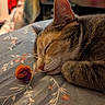 cat, sleeping, resting, tabby, fur, whiskers, ear, paws, closed_eyes, nose, pet, animal, bed, bedding, floral_pattern, toy, indoors, cozy, relaxed, portrait