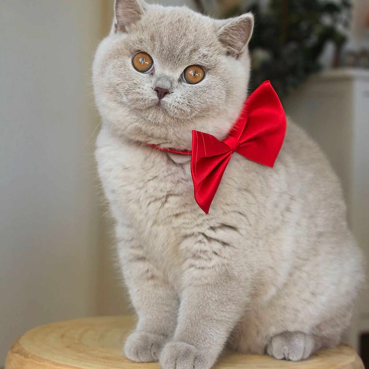 Gertrude joined the competition — help win amazing prizes! animal, background_blur, bow_tie, cat, close_up, cute, domestic, eyes, feline, fluffy, furniture, gray_cat, indoor, pet, portrait, red_bow, sitting, soft_light, whiskers, wooden_stool