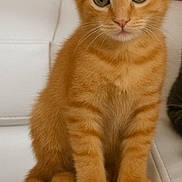 Mango is registered to the contest to win money with this photo: animal, cat, closeup, curious, cute, domestic_cat, ears, feline, fluffy, fur, indoor, kitten, orange_tabby, pet, portrait, sitting, tail, whiskers, white_couch, young_animal