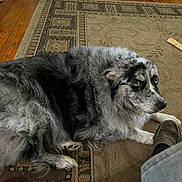 Sully is registered to the contest to win money with this photo: animal, black_and_white, carpet, companion, cozy, curious, dog, domestic, footwear, fur, home, indoor, jeans, lying_down, pet, relaxed, rug, shoe, side_eye, wood_floor