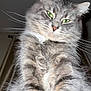 Marvin joined the competition — help win amazing prizes! cat, gray_cat, fluffy, green_eyes, pet, feline, whiskers, fur, close_up, indoor, portrait, animal, cute, majestic, domestic_cat, looking_down, long_hair, soft_fur, alert, curious