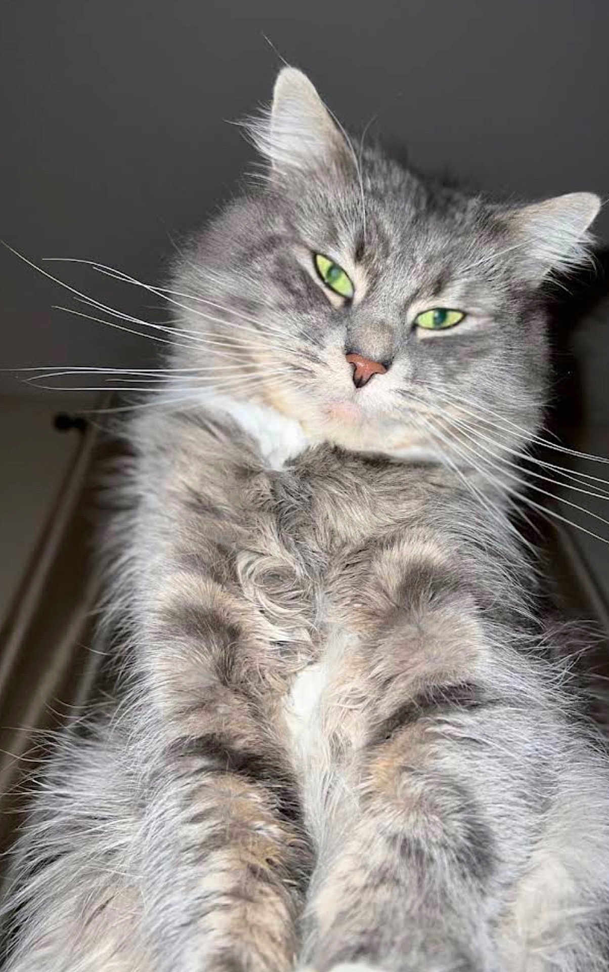 Marvin joined the competition — help win amazing prizes! cat, gray_cat, fluffy, green_eyes, pet, feline, whiskers, fur, close_up, indoor, portrait, animal, cute, majestic, domestic_cat, looking_down, long_hair, soft_fur, alert, curious
