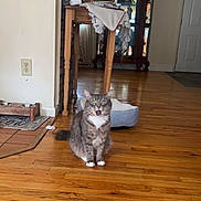 Marvin joined the competition — help win amazing prizes! cat, gray_tabby, white_paws, wooden_floor, cat_bed, table, decorative_cloth, indoor, pet, feline, mouth_open, surprised_expression, green_eyes, home_interior, flooring, furniture, domestic_animal, animal, living_room, household