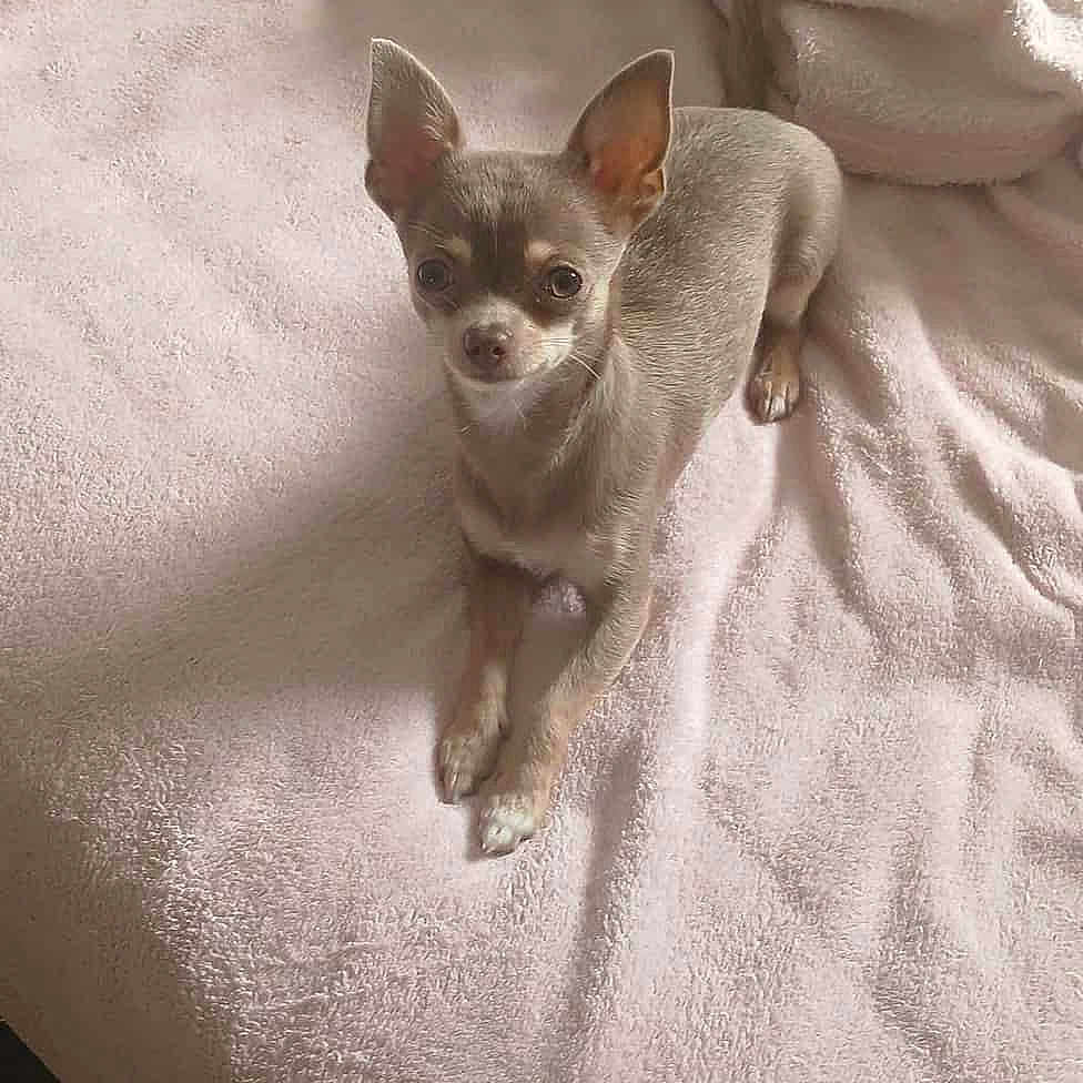 Chicoree a rejoint le concours — aidez-le/la à gagner de superbes lots ! animal, bedroom, blanket, chihuahua, colorful, companion, cozy, cute, dog, domestic_animal, ears, fur, indoors, looking_at_camera, lying_down, pet, resting, small_dog, soft, towel