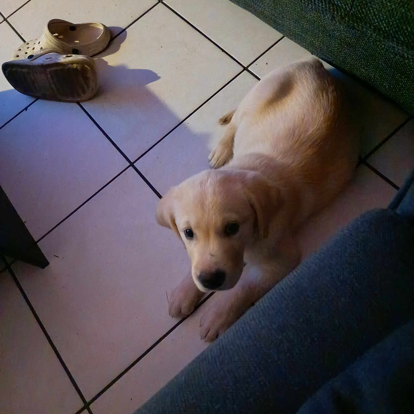 Beethoven participe au concours pour gagner de l'argent avec cette photo : puppy, dog, golden_retriever, pet, animal, lying_down, curious, adorable, brown_eyes, floppy_ears, snout, paws, fur, indoor, tile_floor, shoes, clogs, furniture, couch, portrait