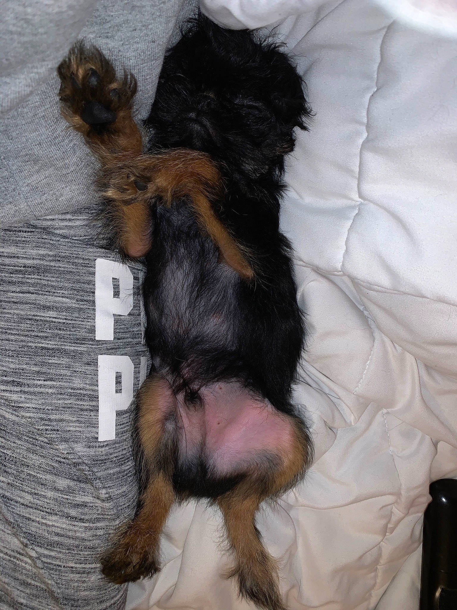 Zeze joined the competition — help win amazing prizes! border_terrier, canidae, carnivore, companion_dog, dog, dog_breed, fur, puppy, tail, terrier, yorkipoo