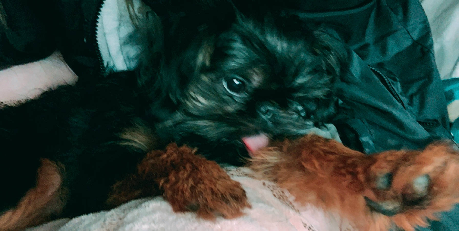 Zeze joined the competition — help win amazing prizes! affenpinscher, bolonka, canidae, carnivore, chinese_imperial_dog, companion_dog, dog, dog_breed, havanese, mammal, morkie, pekapoo, puppy, schnoodle, shih_poo, shih_tzu, snout, sporting_group, vertebrate, yorkipoo