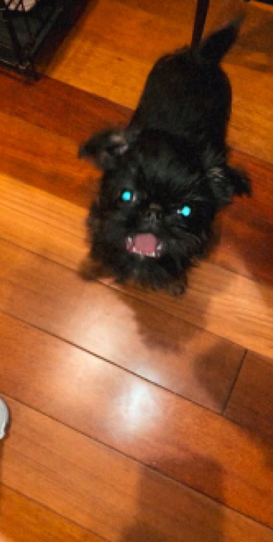 Zeze joined the competition — help win amazing prizes! affenpinscher, bolonka, canidae, carnivore, chinese_imperial_dog, companion_dog, dog, dog_breed, fawn, griffon_bruxellois, mammal, pekapoo, pekingese, puppy, schnoodle, shih_tzu, snout, sporting_group, toy_dog, vertebrate