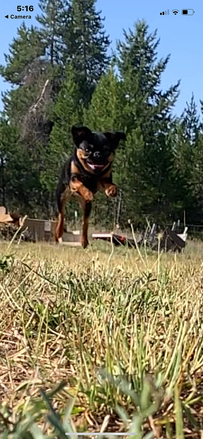 Juju is registered to the contest to win money with this photo: australian_kelpie, black_and_tan_terrier, canidae, carnivore, dog, dog_breed, english_toy_terrier, german_pinscher, grass, guard_dog, hunting_dog, jagdterrier, lancashire_heeler, mammal, manchester_terrier, miniature_pinscher, pinscher, prazsky_krysarik, vertebrate, working_dog