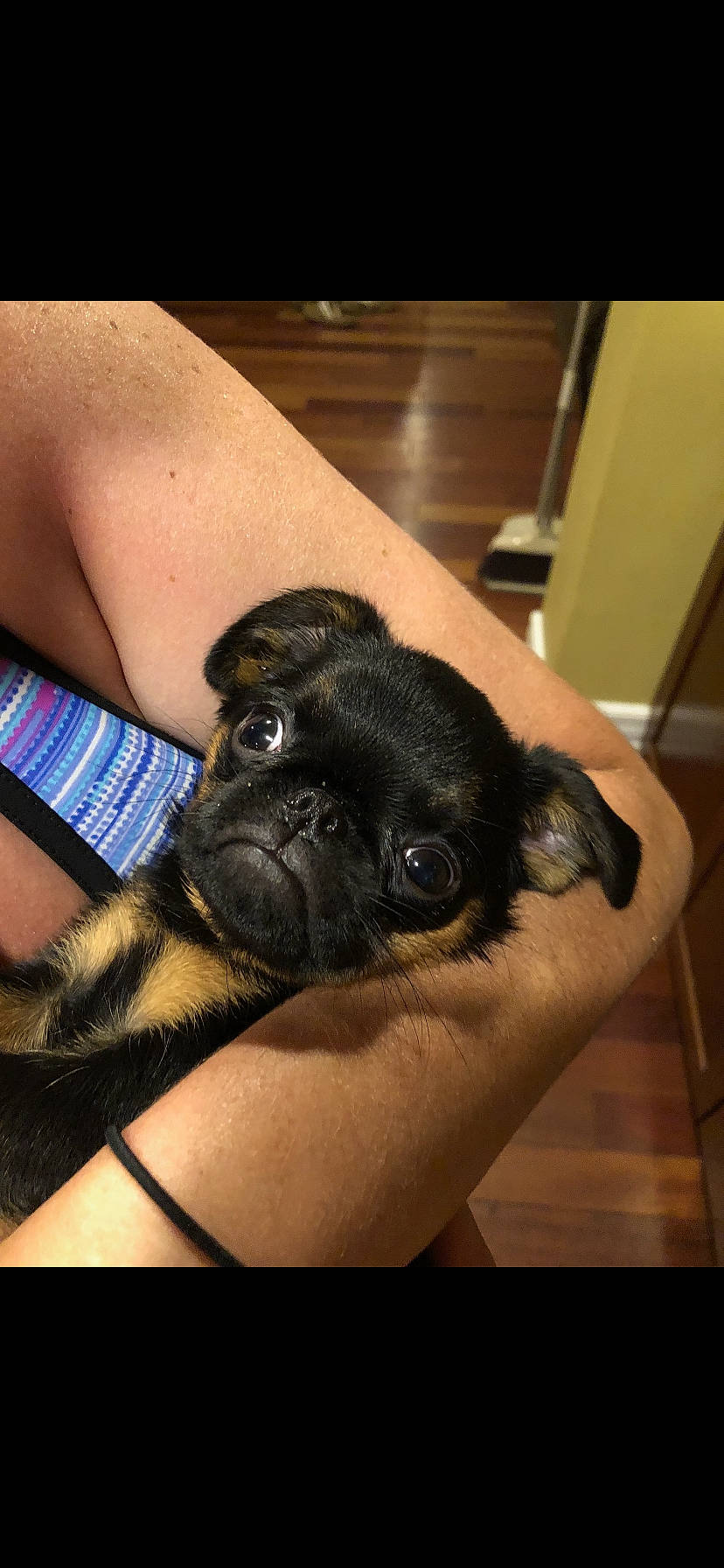 Juju joined the competition — help win amazing prizes! canidae, carnivore, companion_dog, dog, dog_breed, fawn, mammal, pug, puppy, snout, sporting_group, toy_dog, vertebrate