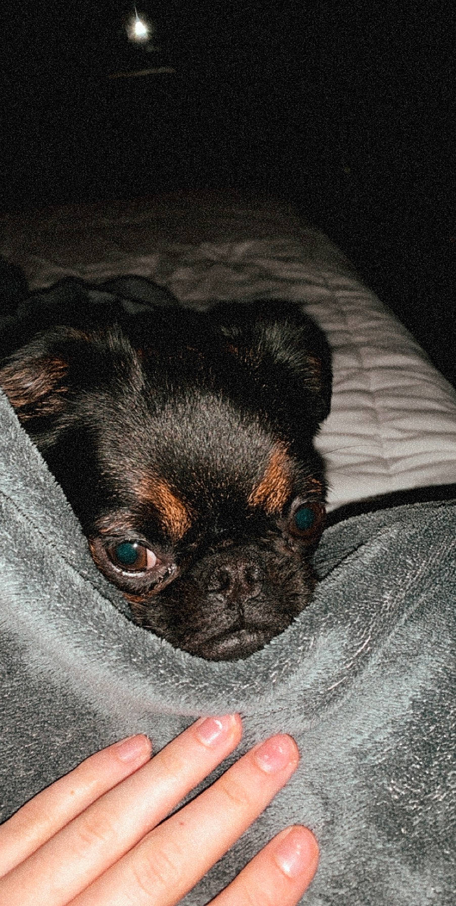 Juju is registered to the contest to win money with this photo: canidae, carnivore, companion_dog, dog, dog_breed, ear, fawn, griffon_bruxellois, mammal, pug, puppy, skin, snout, sporting_group, toy_dog, vertebrate