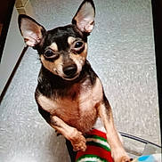 Little Man joined the competition — help win amazing prizes! animal, black_and_tan, close_up, colorful_clothing, companion, curious, cute, dog, ears, floor, human_leg, indoor, looking_up, paw, pet, small_dog, sock, standing, striped_sock, tile_floor