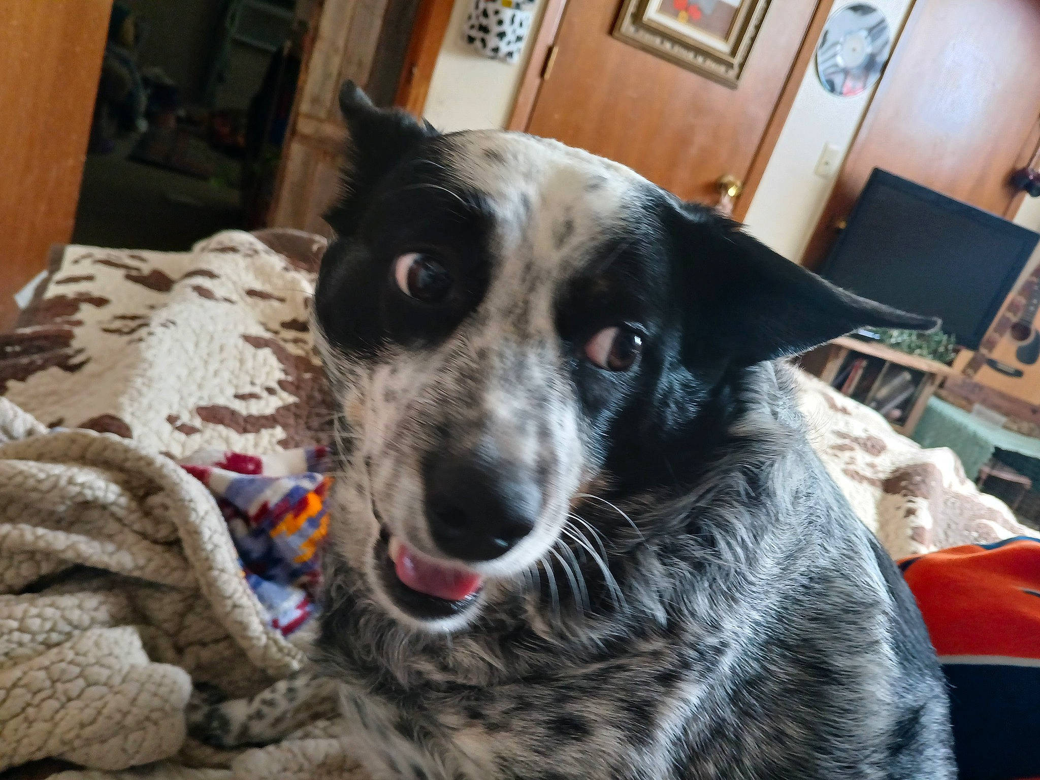 Panda joined the competition — help win amazing prizes! australian_cattle_dog, canidae, carnivore, chair, collar, companion_dog, dog, dog_breed, fur, guard_dog, herding_dog, koolie, picture_frame, snout, sporting_group, terrestrial_animal, texas_heeler, whiskers, working_animal, working_dog