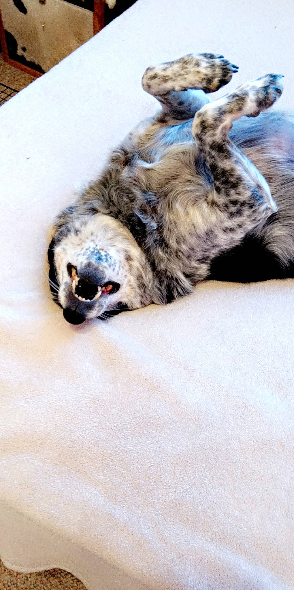 Panda is registered to the contest to win money with this photo: canidae, carnivore, claw, comfort, companion_dog, dog_breed, fawn, felidae, fur, nap, non_sporting_group, paw, sleep, small_to_medium_sized_cats, snout, sporting_group, tail, terrestrial_animal, whiskers, wildlife