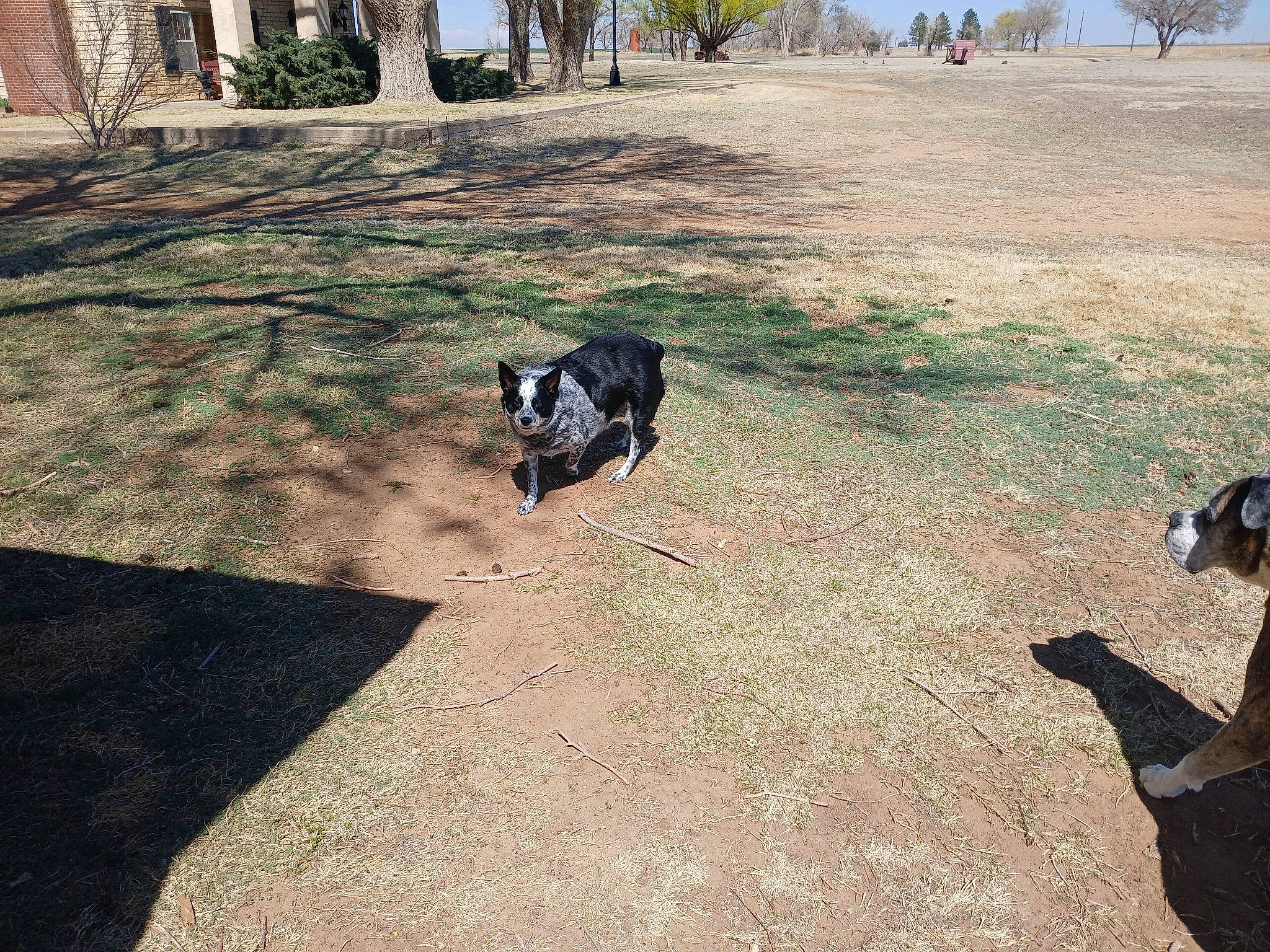 Panda is registered to the contest to win money with this photo: canidae, carnivore, companion_dog, dog, dog_breed, flooring, grass, landscape, lawn, leisure, plant, road_surface, rock, shadow, soil, sporting_group, tail, tints_and_shades, tree, working_animal