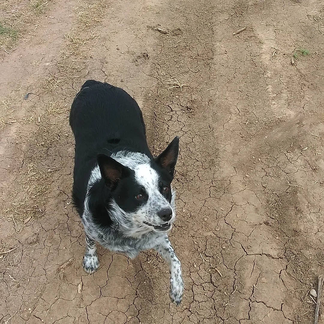 Panda is registered to the contest to win money with this photo: asphalt, canidae, carmine, carnivore, companion_dog, dog, dog_breed, non_sporting_group, paw, road_surface, sand, shadow, soil, sporting_group, tail, terrestrial_animal