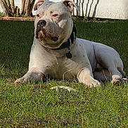 Lawyer Drake joined the competition — help win amazing prizes! dog, white_dog, outdoor, grass, sunlight, fence, pet, animal, collar, canine, resting, nature, tree_trunks, calm, portrait, mammal, daylight, backyard, relaxed, domestic_animal