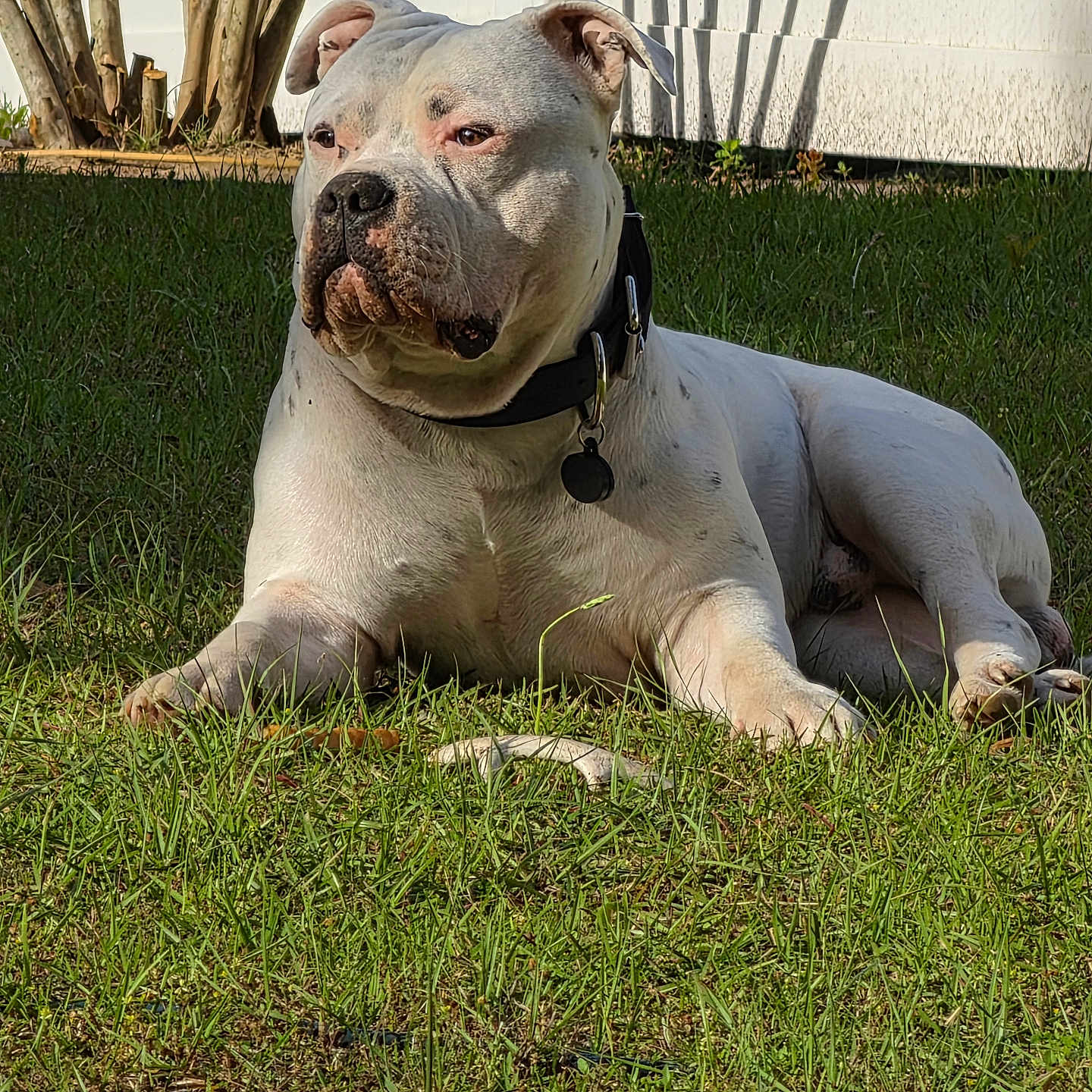 Lawyer Drake joined the competition — help win amazing prizes! dog, white_dog, outdoor, grass, sunlight, fence, pet, animal, collar, canine, resting, nature, tree_trunks, calm, portrait, mammal, daylight, backyard, relaxed, domestic_animal