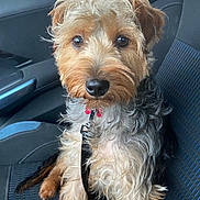 Sherlock a rejoint le concours — aidez-le/la à gagner de superbes lots ! animal, attention, black_fur, brown_fur, canine, car_seat, closeup, curly_fur, cute, dog, furry, inside_car, leash, pet, portrait, rain, seatbelt, sitting, wet_window, window