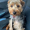 animal, attention, black_fur, brown_fur, canine, car_seat, closeup, curly_fur, cute, dog, furry, inside_car, leash, pet, portrait, rain, seatbelt, sitting, wet_window, window