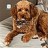 dog, pet, curly_fur, brown_fur, small_dog, poodle_mix, bandana, bed, bedroom, indoors, lying_down, sitting, portrait, front_facing, cute, fluffy, companion_animal, tablet_screenshot, app_icons, home_screen