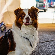 Gybson participe au concours pour gagner de l'argent avec cette photo : dog, brown_and_white, fluffy, sitting, harness, outdoor, pavement, focused, alert, pet, canine, animal, ears_up, fur, portrait, daylight, background_blur, vehicle, tent, leash