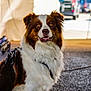 alert, animal, background_blur, brown_and_white, canine, daylight, dog, ears_up, fluffy, focused, fur, harness, leash, outdoor, pavement, pet, portrait, sitting, tent, vehicle