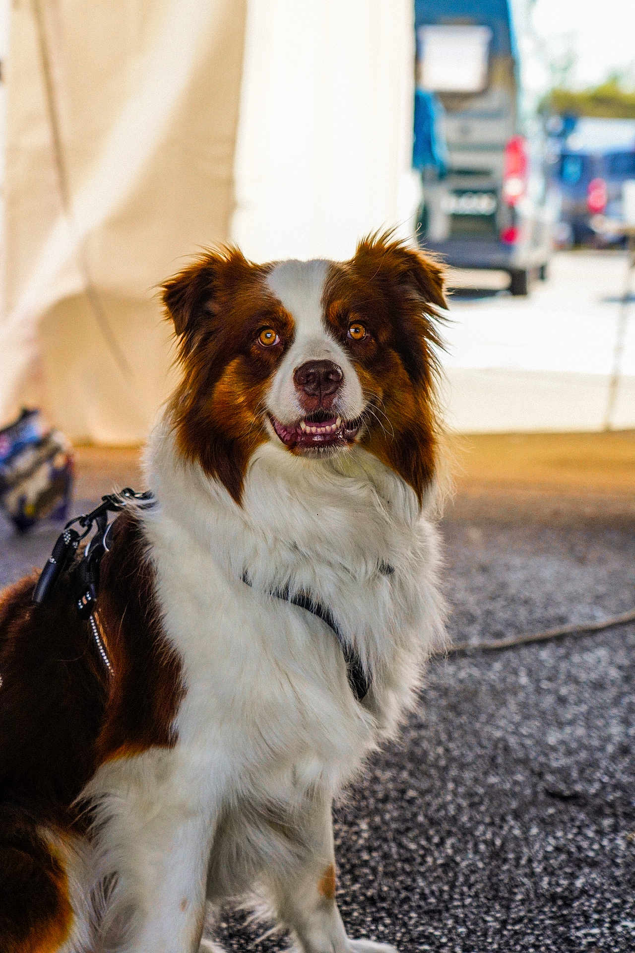 Gybson participe au concours pour gagner de l'argent avec cette photo : dog, brown_and_white, fluffy, sitting, harness, outdoor, pavement, focused, alert, pet, canine, animal, ears_up, fur, portrait, daylight, background_blur, vehicle, tent, leash