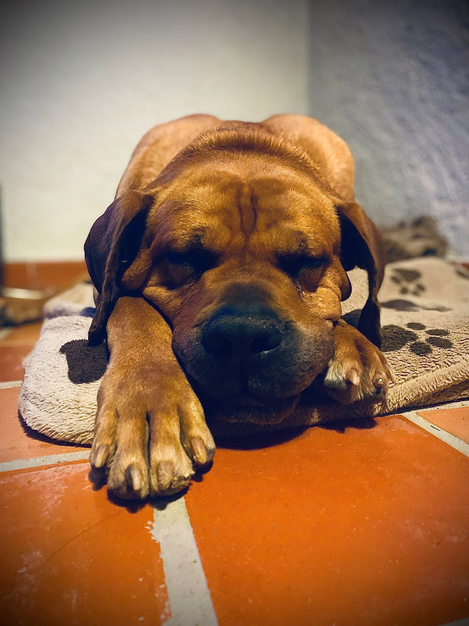 Falkon participe au concours pour gagner de l'argent avec cette photo : bored, canidae, carnivore, comfort, companion_dog, dog, dog_breed, fawn, molosser, non_sporting_group, paw, snout, sporting_group, terrestrial_animal, wood, working_animal, working_dog, wrinkle