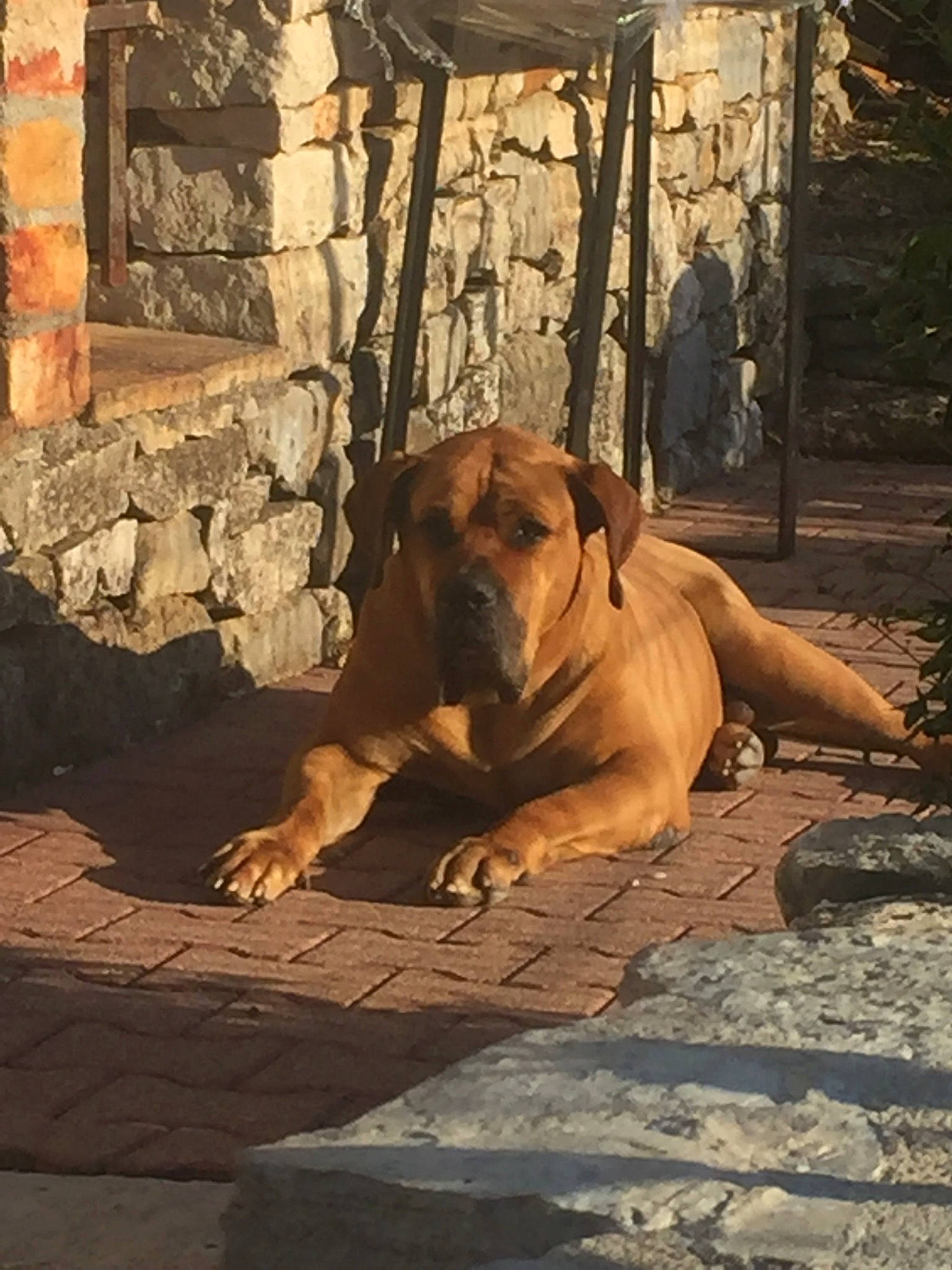 Falkon a rejoint le concours — aidez-le/la à gagner de superbes lots ! big_cats, canidae, carnivore, dog, dog_breed, fawn, flooring, guard_dog, landscape, plant, road_surface, rock, snout, sporting_group, terrestrial_animal, tints_and_shades, wildlife, wood, working_animal, wrinkle