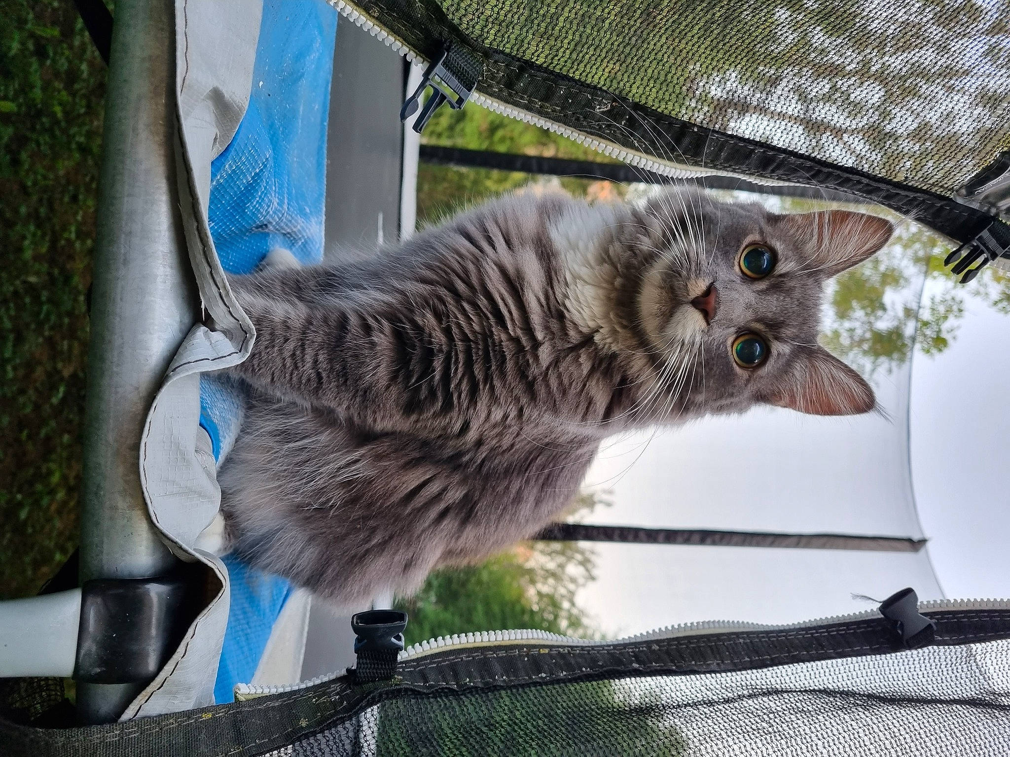 Nenette a rejoint le concours — aidez-le/la à gagner de superbes lots ! animal_shelter, carnivore, cat, claw, domestic_short_haired_cat, felidae, fur, mesh, metal, paw, plant, small_to_medium_sized_cats, snout, tail, tree, whiskers