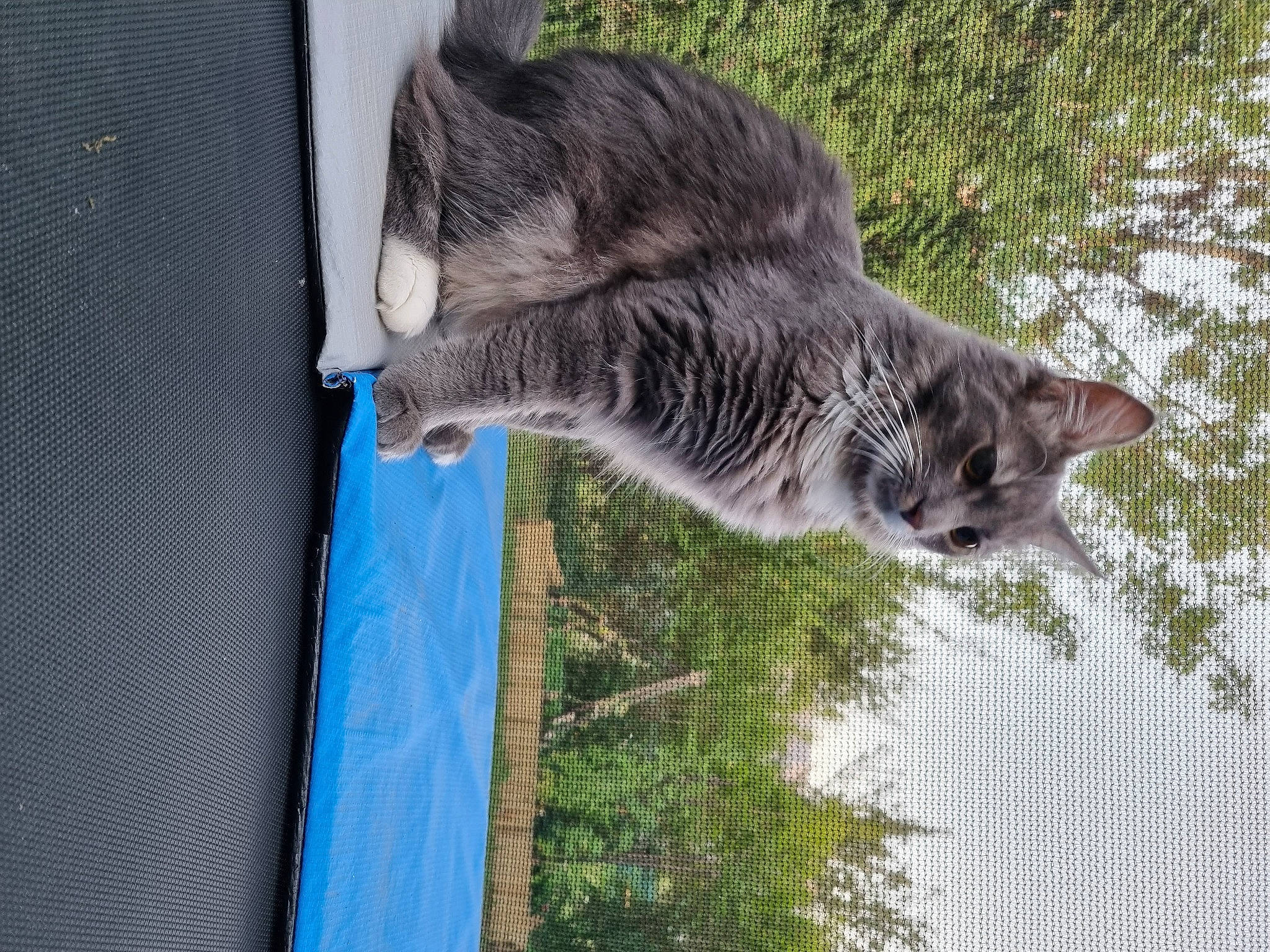 Nenette a rejoint le concours — aidez-le/la à gagner de superbes lots ! carnivore, cat, domestic_short_haired_cat, electric_blue, felidae, fur, grass, plant, small_to_medium_sized_cats, snout, tail, terrestrial_animal, tree, trunk, whiskers, wildlife, wood