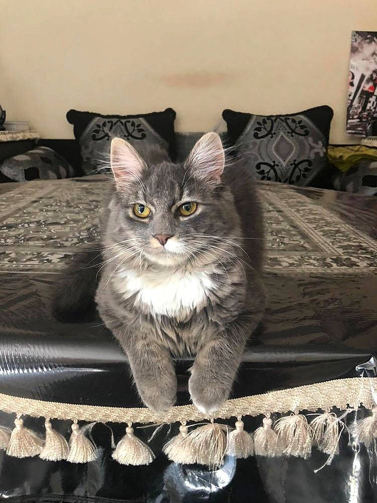 Nenette a rejoint le concours — aidez-le/la à gagner de superbes lots ! carnivore, cat, comfort, couch, domestic_short_haired_cat, felidae, fur, furniture, grey, linens, living_room, paw, pillow, sitting, small_to_medium_sized_cats, snout, tail, whiskers, window, wood