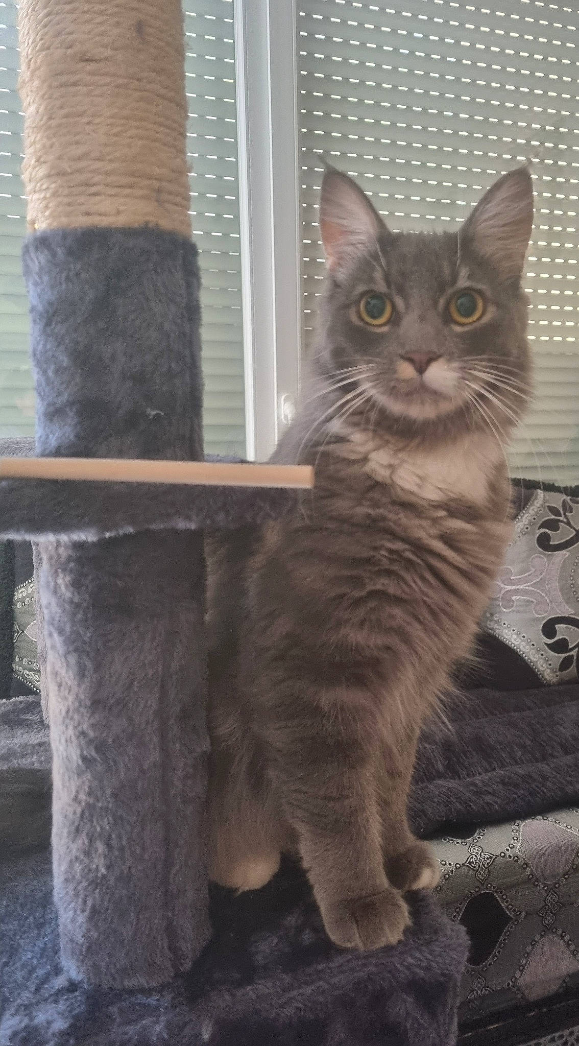 Nenette a rejoint le concours — aidez-le/la à gagner de superbes lots ! carnivore, cat, cat_furniture, cat_supply, claw, domestic_short_haired_cat, fawn, felidae, fur, grey, paw, pet_supply, sitting, small_to_medium_sized_cats, snout, tail, terrestrial_animal, whiskers, window