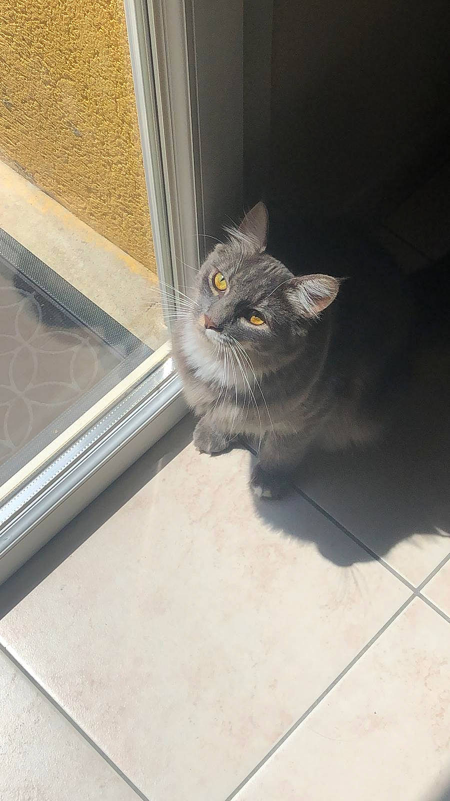 Nenette a rejoint le concours — aidez-le/la à gagner de superbes lots ! carnivore, cat, domestic_short_haired_cat, door, felidae, fixture, floor, flooring, fur, glass, grey, small_to_medium_sized_cats, snout, stairs, tail, tile, tile_flooring, whiskers, window, wood