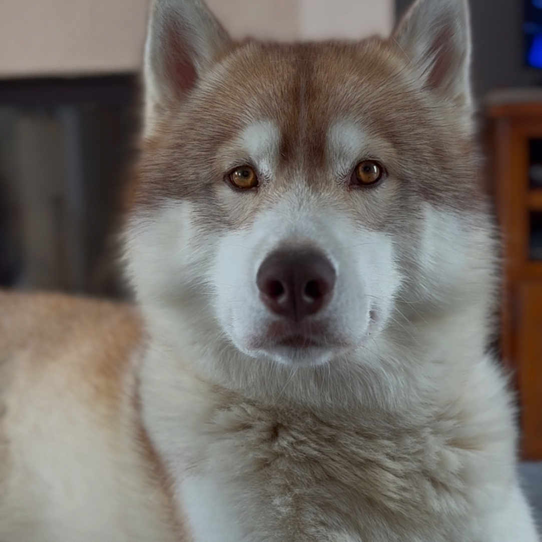 Sky a rejoint le concours — aidez-le/la à gagner de superbes lots ! animal, brown_eyes, closeup, companion, cozy, dog, domestic, ears, face, fluffy, fur, husky, indoor, lying_down, muzzle, pet, portrait, relaxed, snout, toy