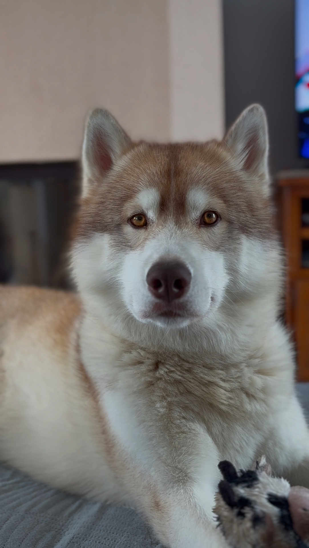 Sky a rejoint le concours — aidez-le/la à gagner de superbes lots ! dog, husky, pet, animal, indoor, fur, fluffy, toy, lying_down, closeup, face, ears, brown_eyes, snout, muzzle, cozy, domestic, companion, portrait, relaxed