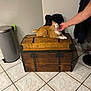 Fléche participe au concours pour gagner de l'argent avec cette photo : cat, orange_cat, wooden_chest, person_hand, tile_floor, trash_can, broom, indoor, pet, scratching, feline, resting, white_wall, floor_tile, domestic_animal, fur, claw, comfort, animal, home