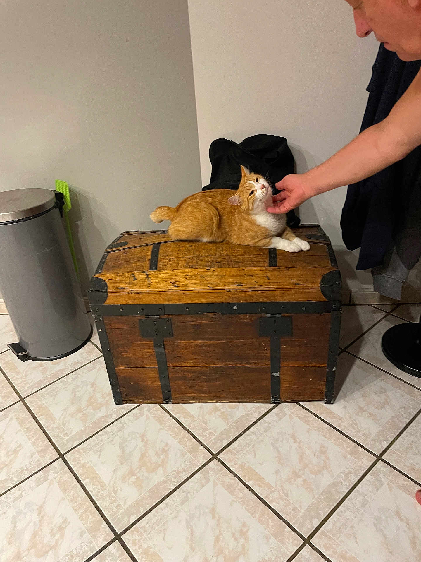 Fléche participe au concours pour gagner de l'argent avec cette photo : cat, orange_cat, wooden_chest, person_hand, tile_floor, trash_can, broom, indoor, pet, scratching, feline, resting, white_wall, floor_tile, domestic_animal, fur, claw, comfort, animal, home