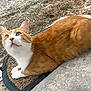 animal, car_wheel, cat, curious, doormat, driveway, face, grass, gravel, looking_up, orange_cat, outdoor, person, pet, plants, portrait, sidewalk, smiling, video_call, white_cat