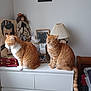 Fléche participe au concours pour gagner de l'argent avec cette photo : cat, ginger_cat, tabby_cat, feline, pet, doll, lamp, dresser, photograph, frame, wooden_art, decor, indoor, furniture, household, orange_cat, striped_cat, resting, two_animals, calm