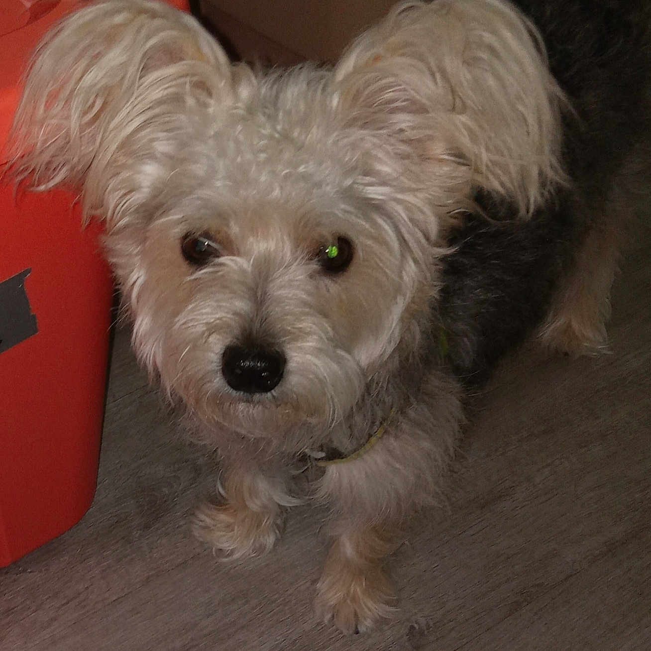 Duffy Bear joined the competition — help win amazing prizes! animal, brown_floor, canine, close_up, collar, companion, container, curious, dog, domestic_animal, ears, floor, fluffy, furry, household, indoor, looking_up, pet, small_dog, writing