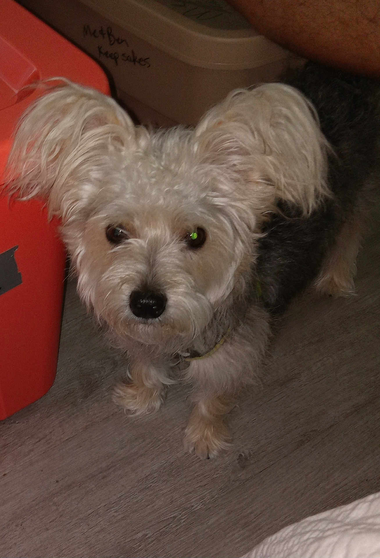 Duffy Bear joined the competition — help win amazing prizes! animal, brown_floor, canine, close_up, collar, companion, container, curious, dog, domestic_animal, ears, floor, fluffy, furry, household, indoor, looking_up, pet, small_dog, writing