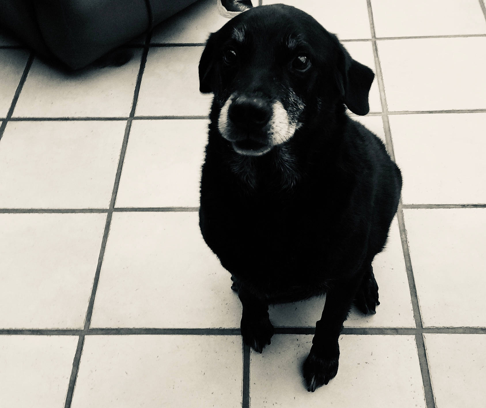 Dixou participe au concours pour gagner de l'argent avec cette photo : black, borador, canidae, carnivore, claw, companion_dog, dog, dog_breed, floor, flooring, fur, monochrome, monochrome_photography, pet_supply, shadow, sporting_group, tail, terrestrial_animal, tile_flooring, working_animal